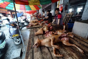Brutality at its peak: Yulin dog-eating festival