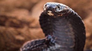 Four-foot-long cobra creates panic at JNU campus